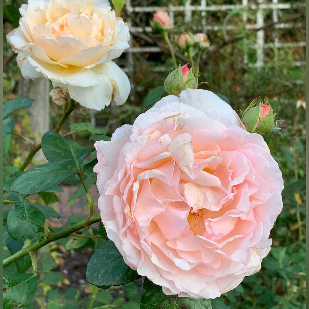 Meet your Posher, Ella